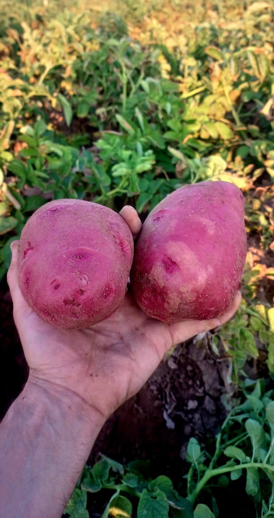 PATATAS DE TEMPORADA Y CERCANÍA